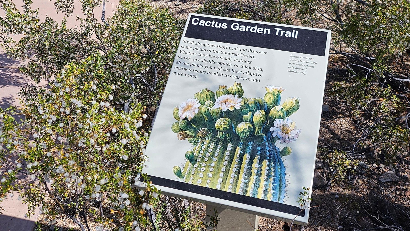 A small metal info sign sits nestled in a lush bush, the sign is titled 