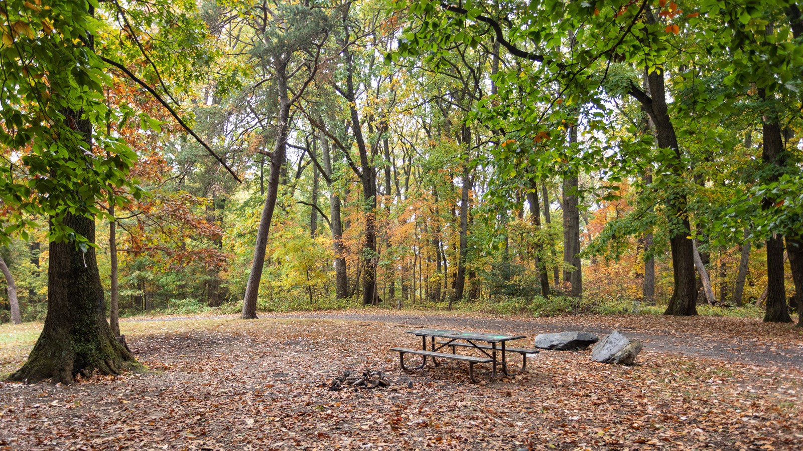 A wooded area with a picnic table in the middle right side. 