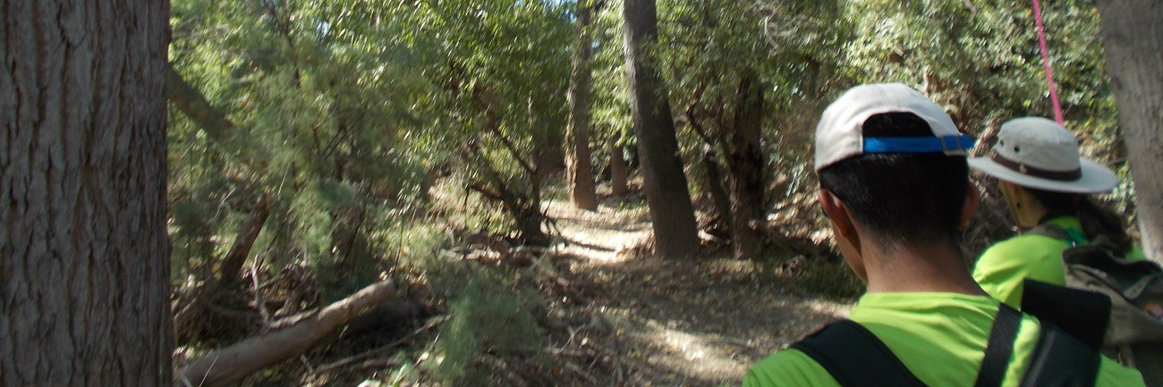 forested trail with hikers in foreground