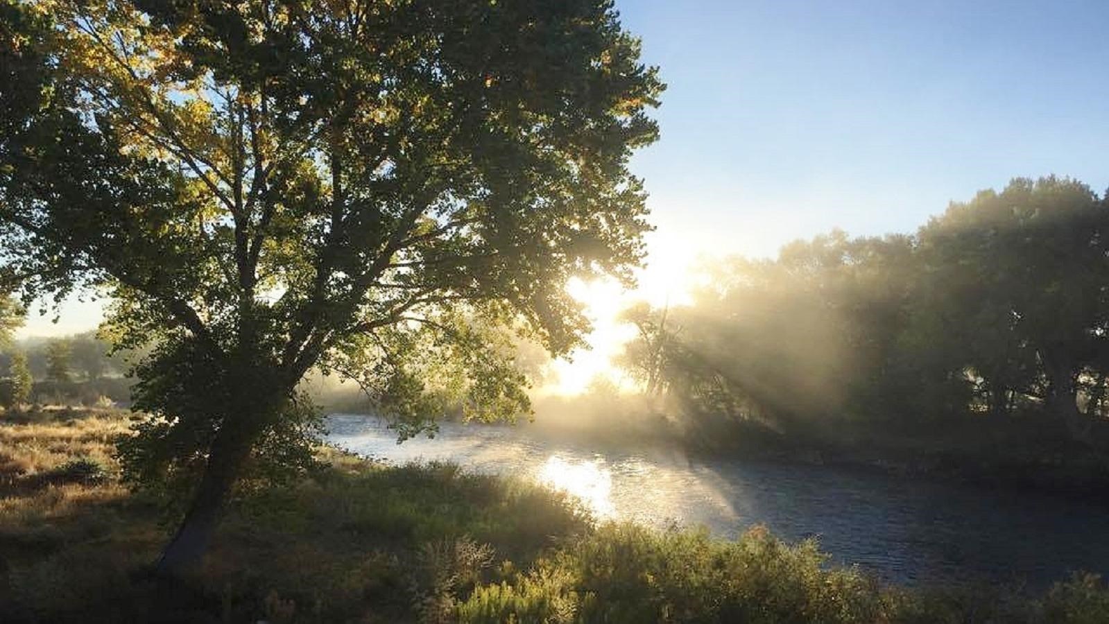 The sunrise peeking through leaves on a tree and fog next to the Animas River.