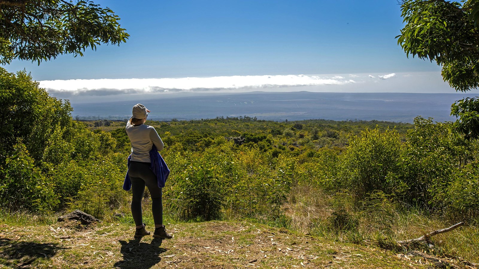 A person looks out from a clearing in trees looking down the slopes of a mountain toward the ocean