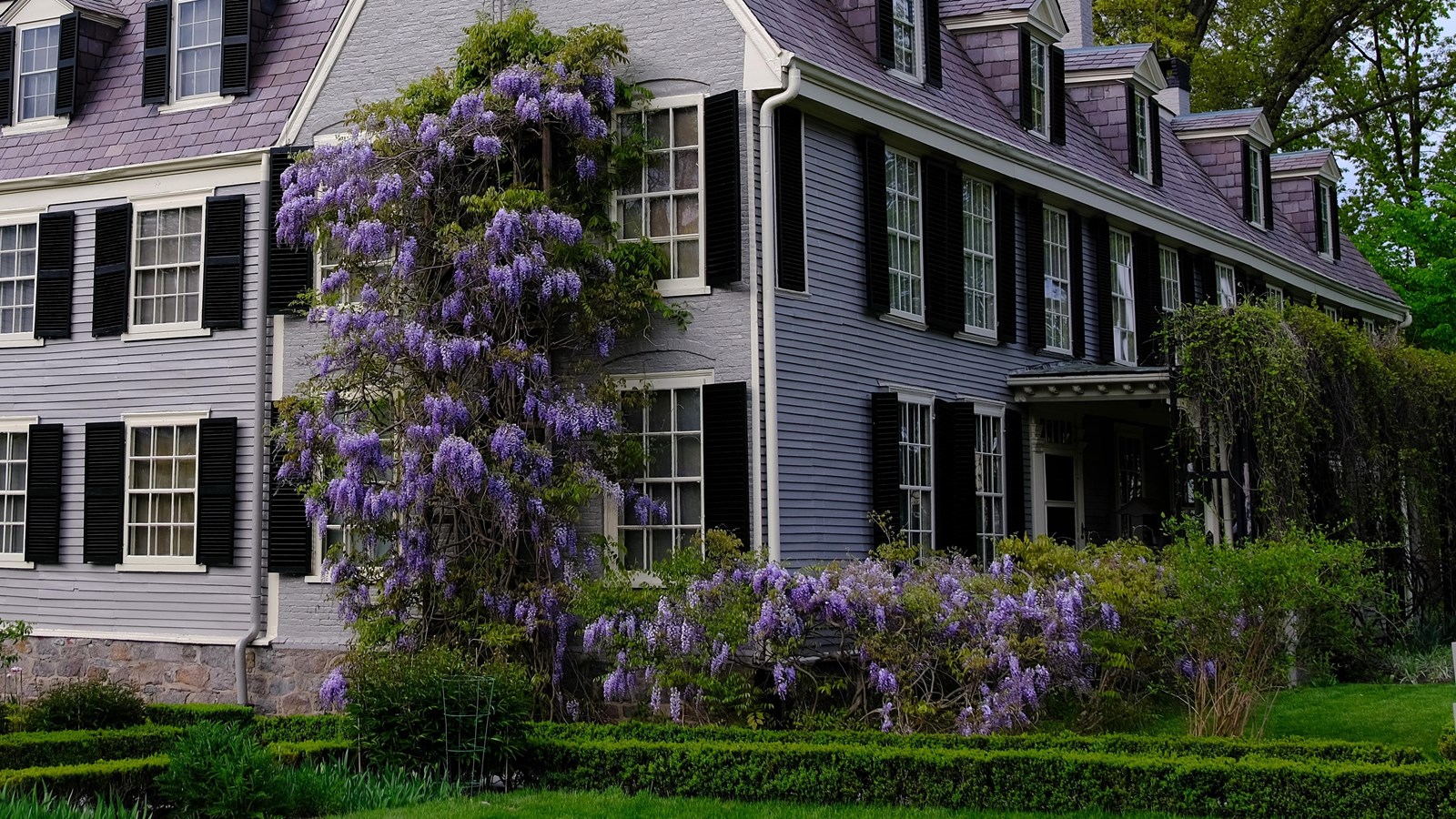 Green vines running up the side of the house with purple flowers