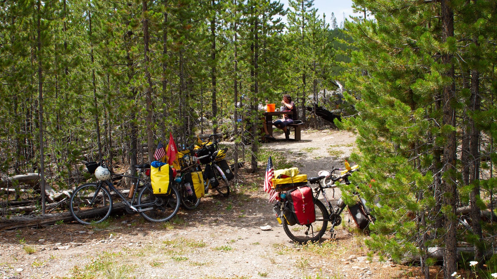 Bikes parked on the edge of a forested area where people are picnicking at table