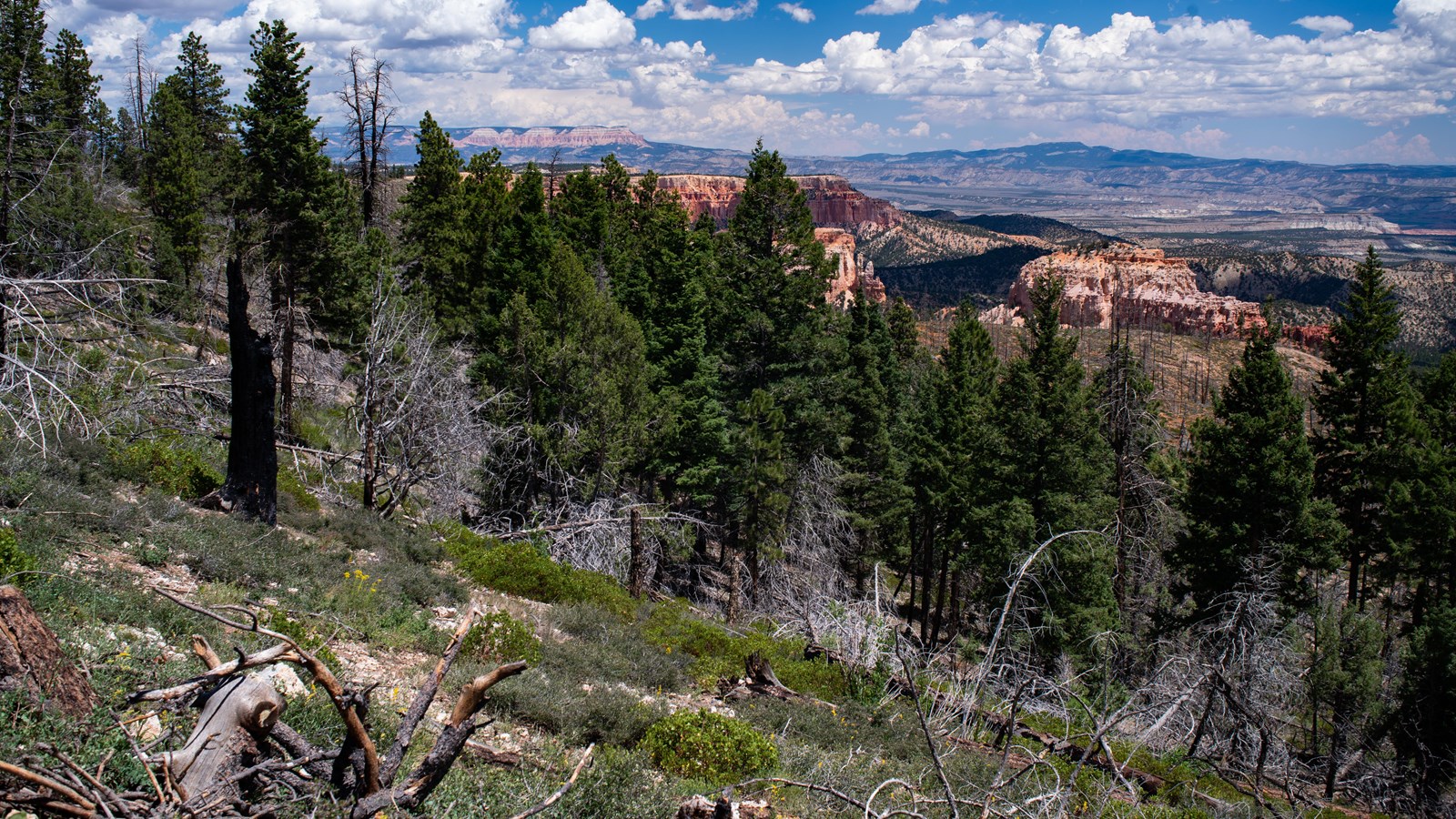 A forested slope foreground with red rock cliffs and plateaus beyond