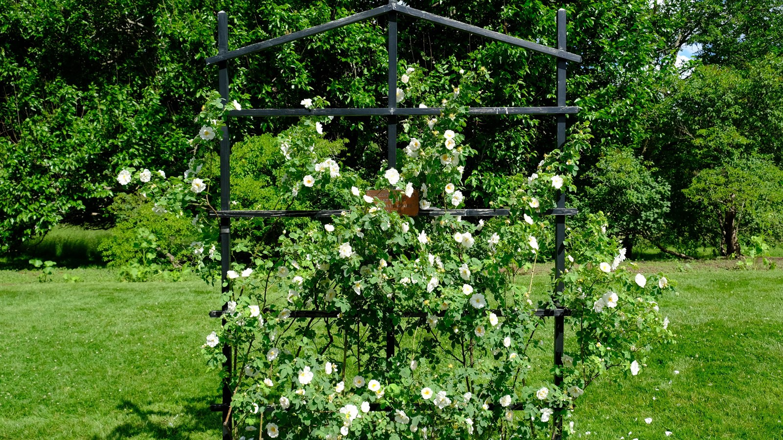A black trellis with a rose bush growing on it. There are white roses blooming.
