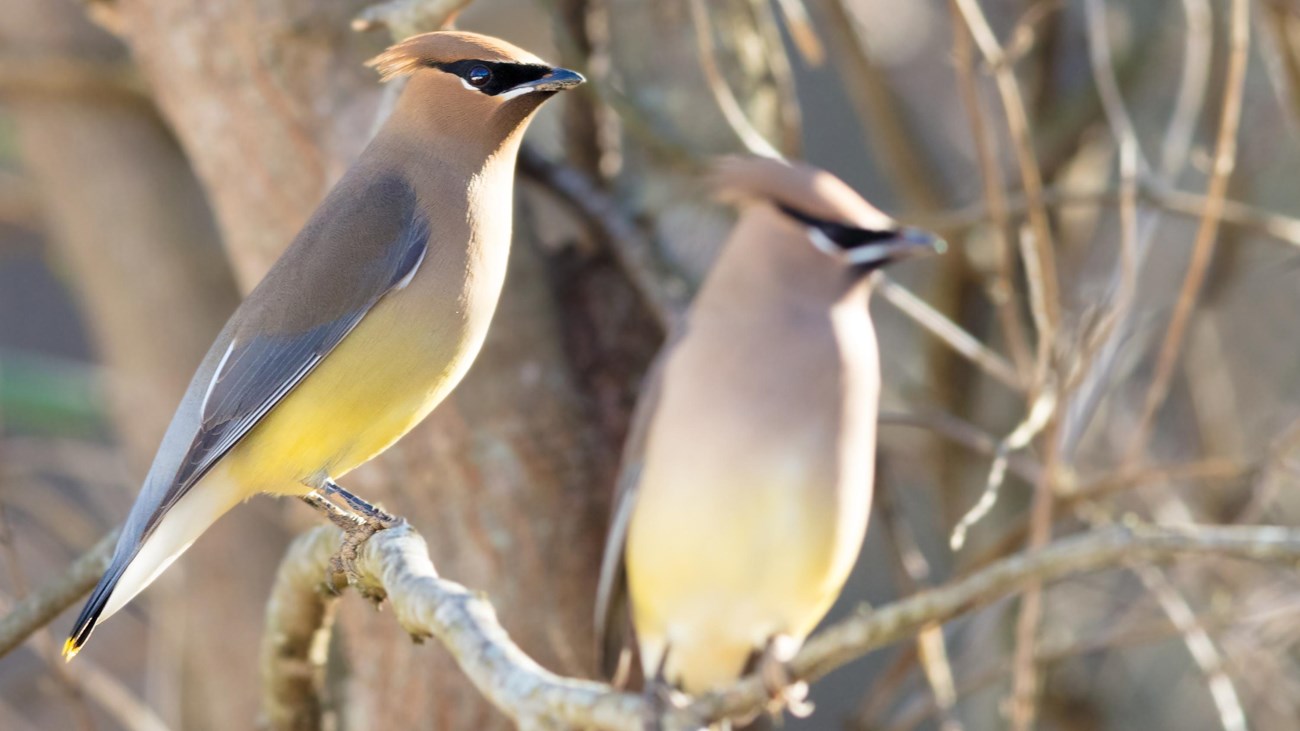 Two birds with yellow bellies and a black eye line perch on bare tree branches in the winter.