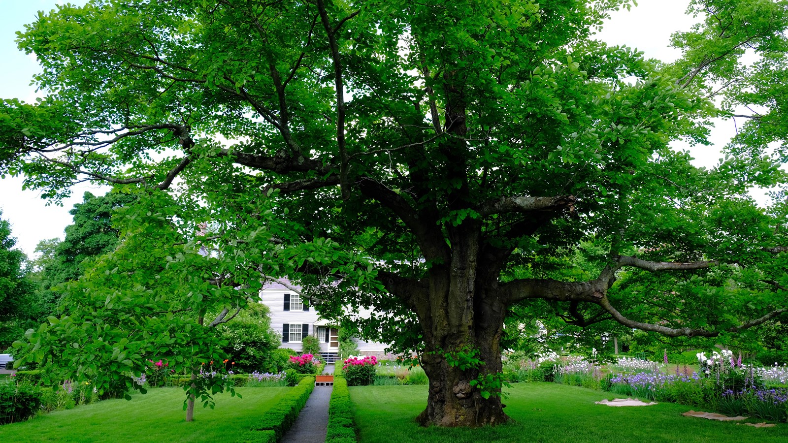 A tree with a thick trunk. many branches, and green leaves