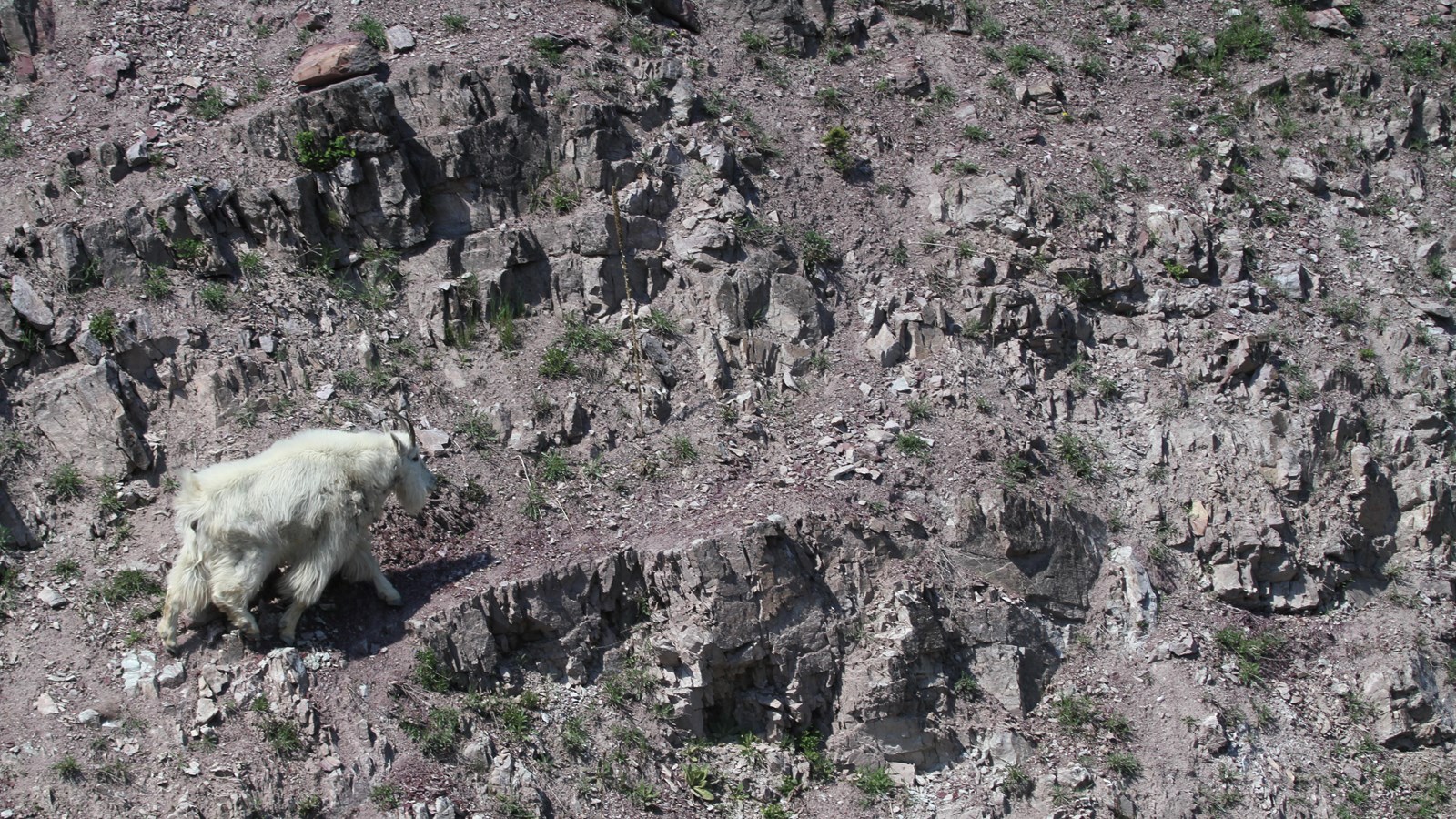 A mountain goat with long white fur and horns on the side of a cliff