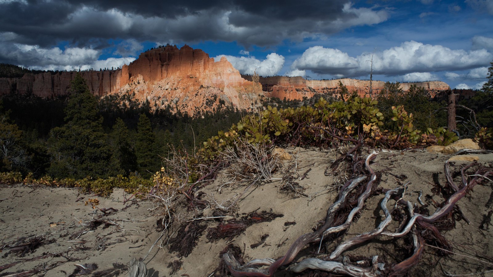 Grey sand and low shrubs with tall pink cliffs crumbling into forest below