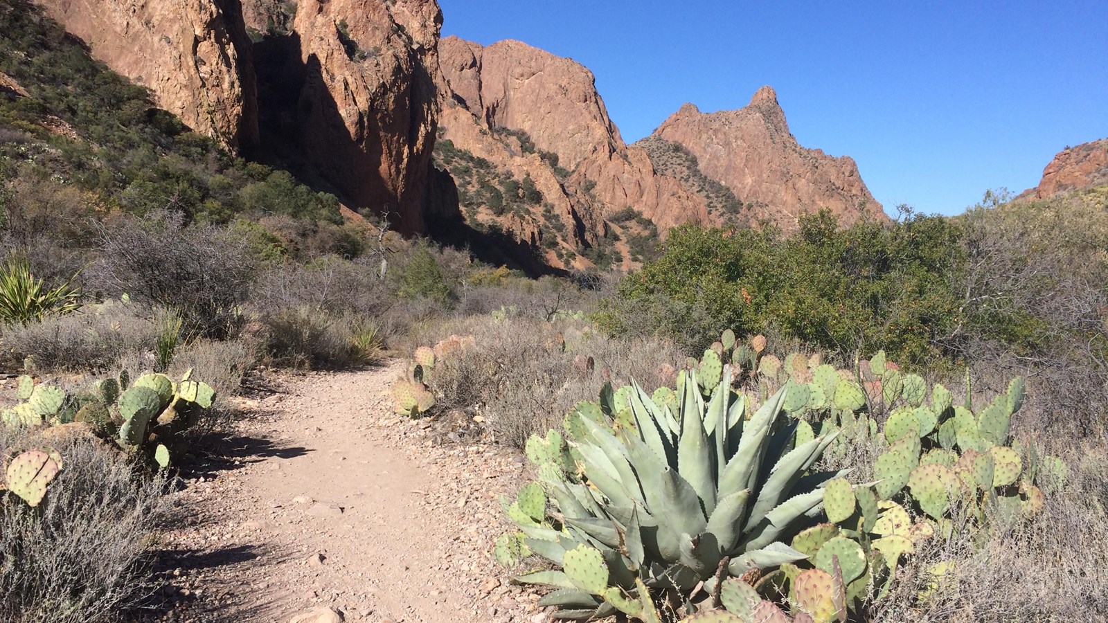 An agave plant grows next to a dirt trail that heads towards a 