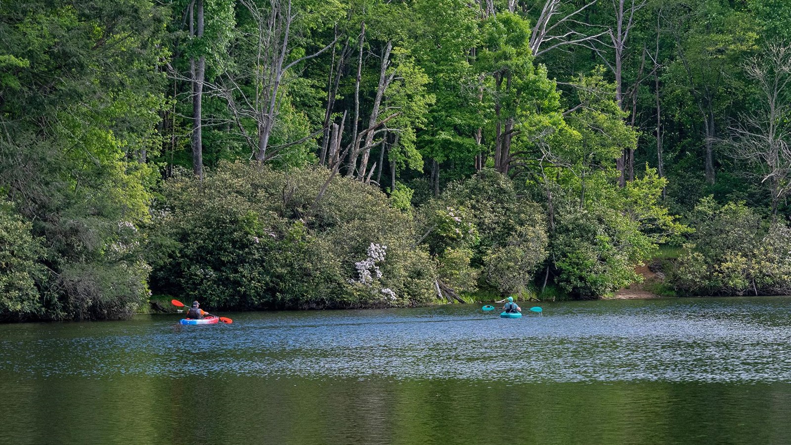 Two kayakers paddle on a calm lake, surrounded by a forest