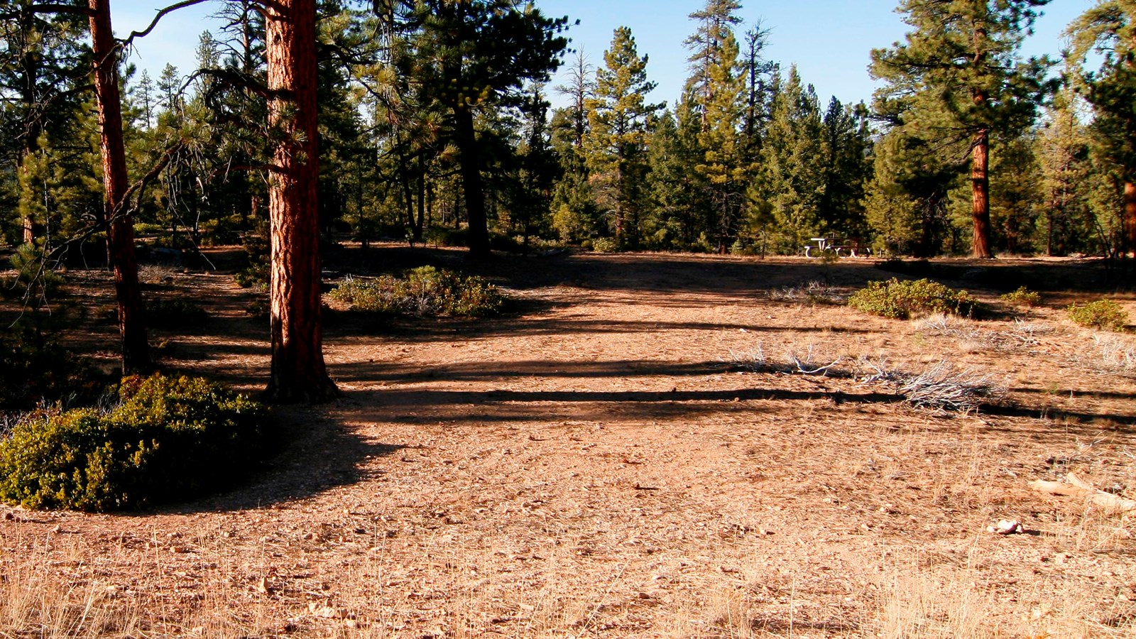 A forested path leads to picnic tables