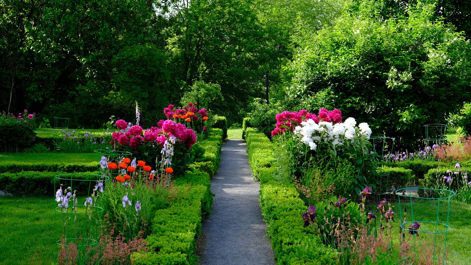 Green boxwood hedges line a gravel path. Various flowers are on either side of the hedges.