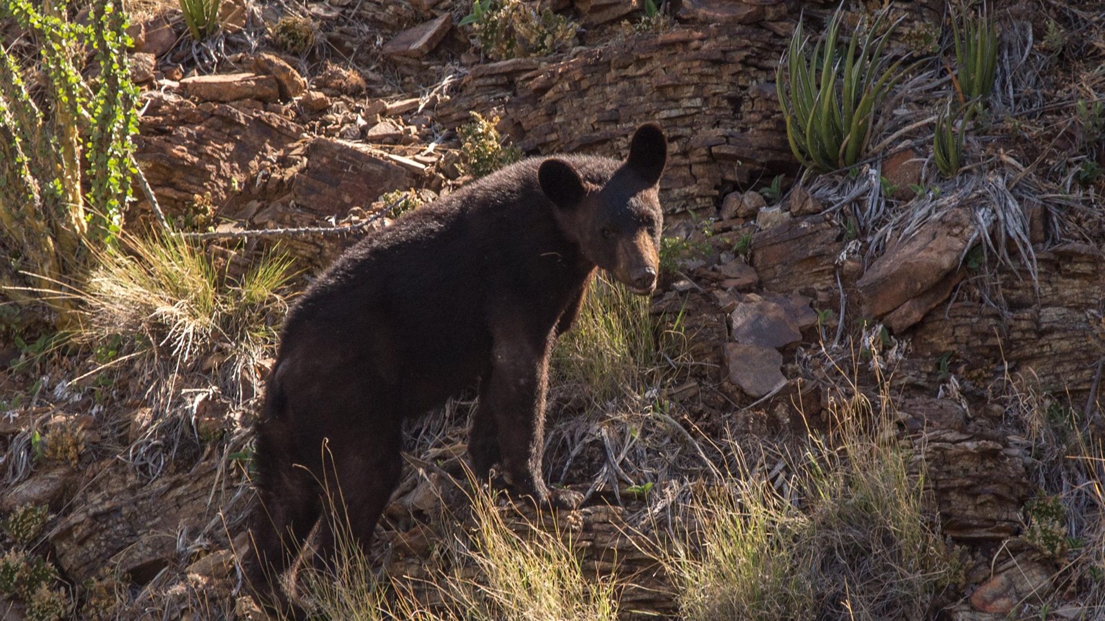 A medium-size black bear stands on a rocky hillside, looking back at the camera.