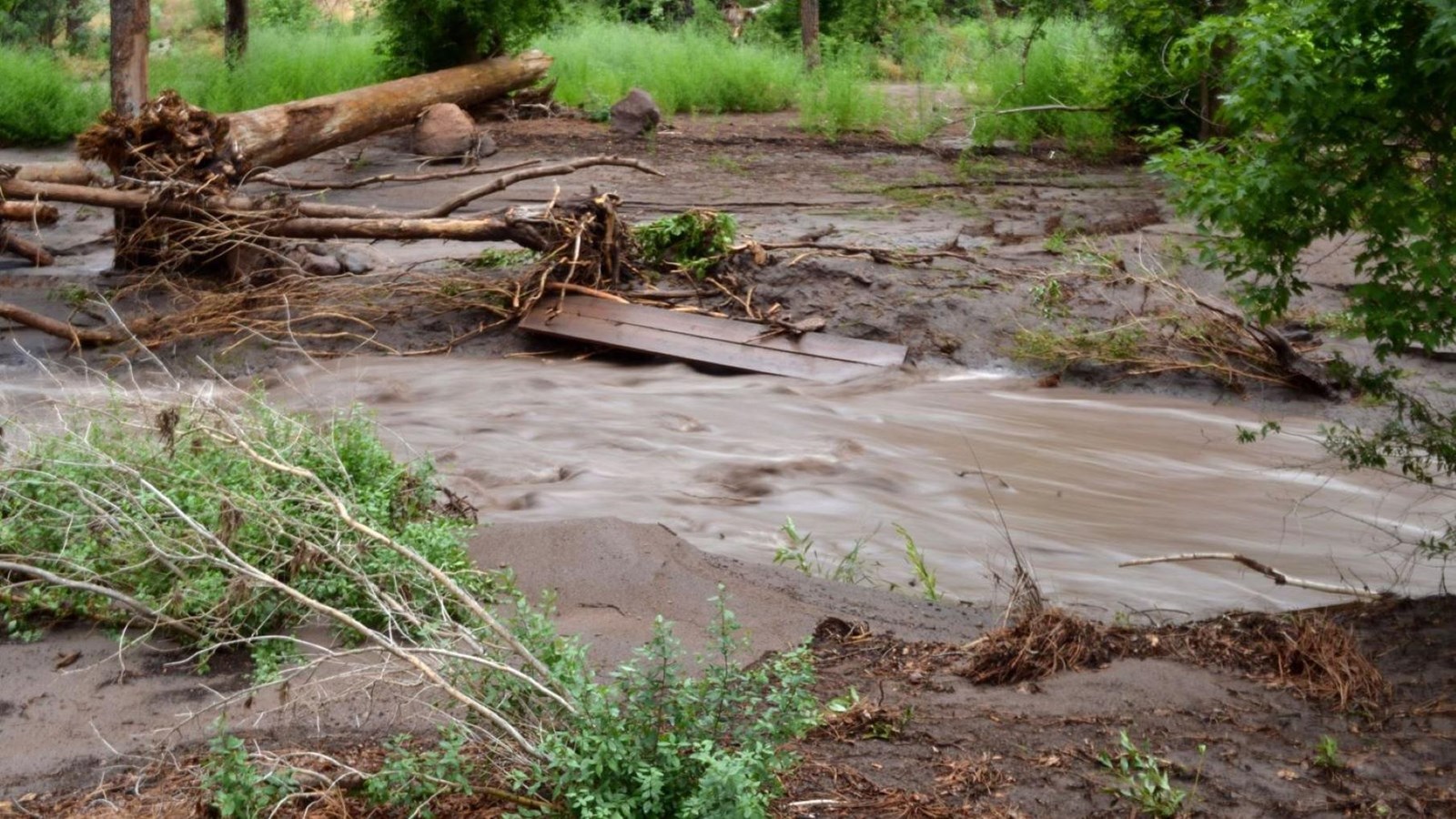 Brown, muddy water runs through a channel, lined with mud and downed trees and bushes.