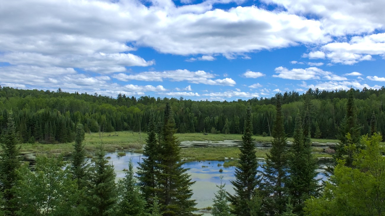 Beaver pond surrounded by trees, reflecting a blue and cloudy sky.
