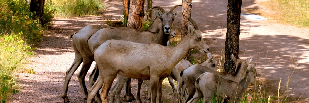 Female bighorn sheep and young cross a gravel trail