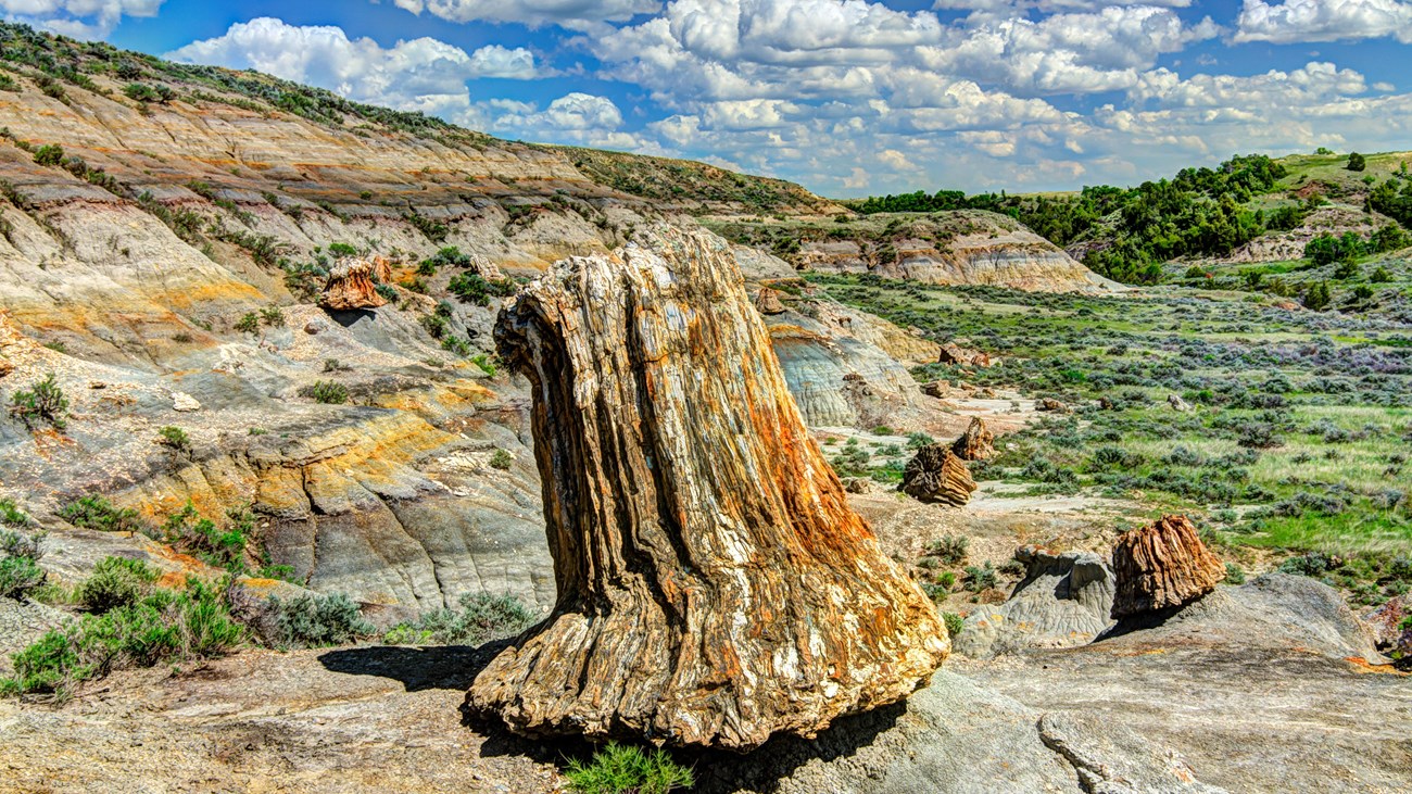 A large petrified stump is central to the image, with others and large buttes visible behind it. 