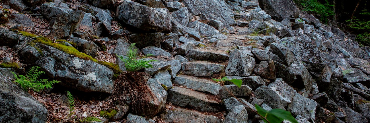 Rocky steps through a forested area