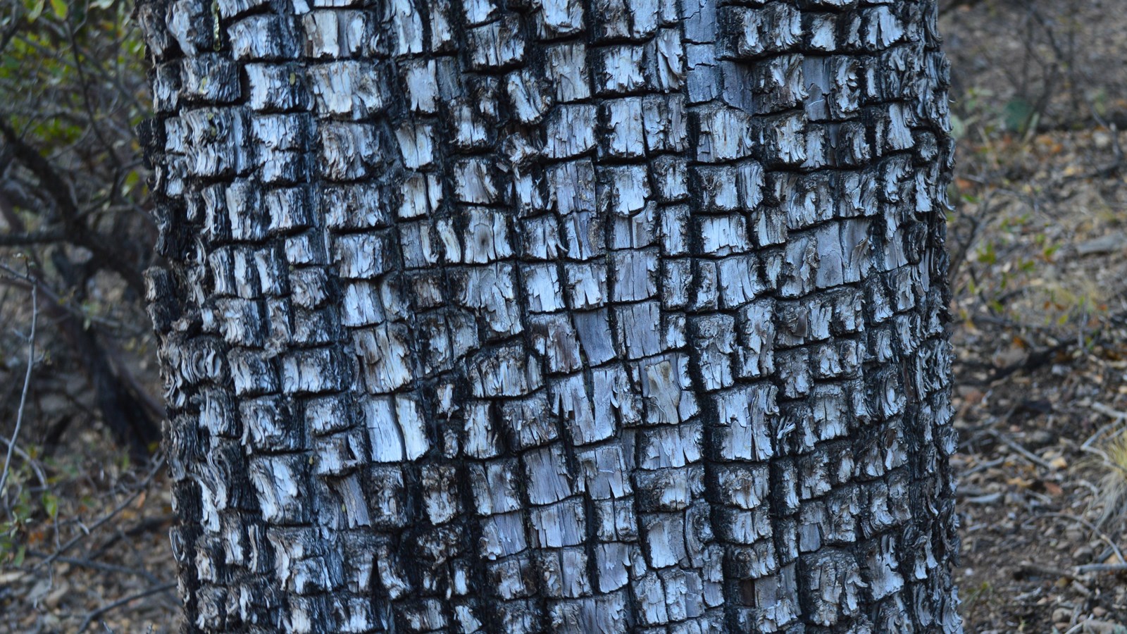 A gray tree trunk show a pattern of bark that resembles the hide of an alligator.