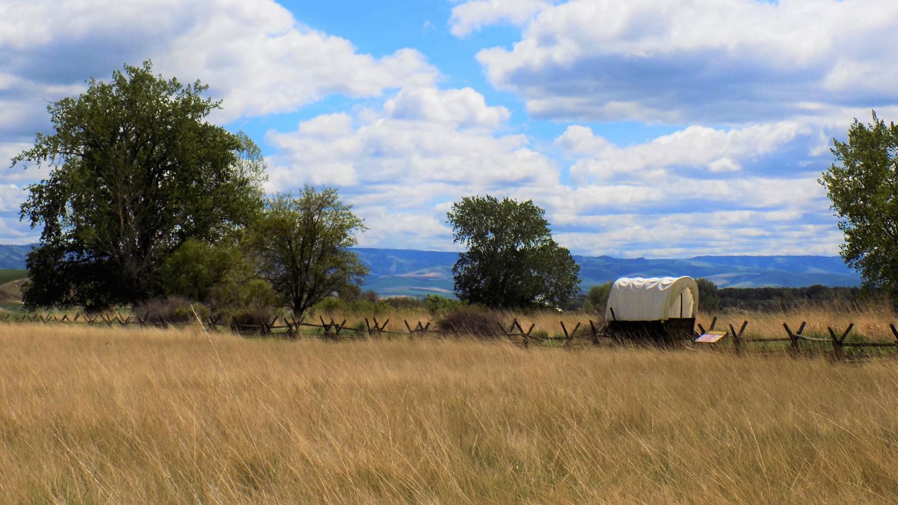 A yellow grass field with trees and a covered wagon in the distance, a partly cloudy blue sky