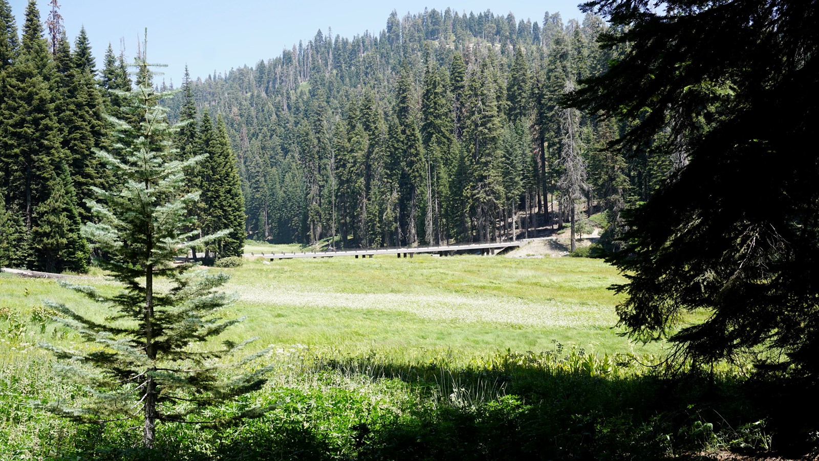 a green meadow  stretches into the distance a mountain covered with trees is behind the meadow