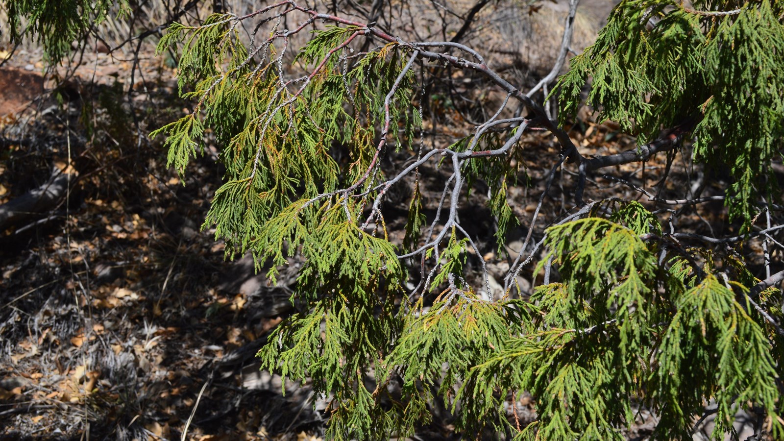The leaves of the drooping juniper hang downwards off the branches, as if they were wilted.