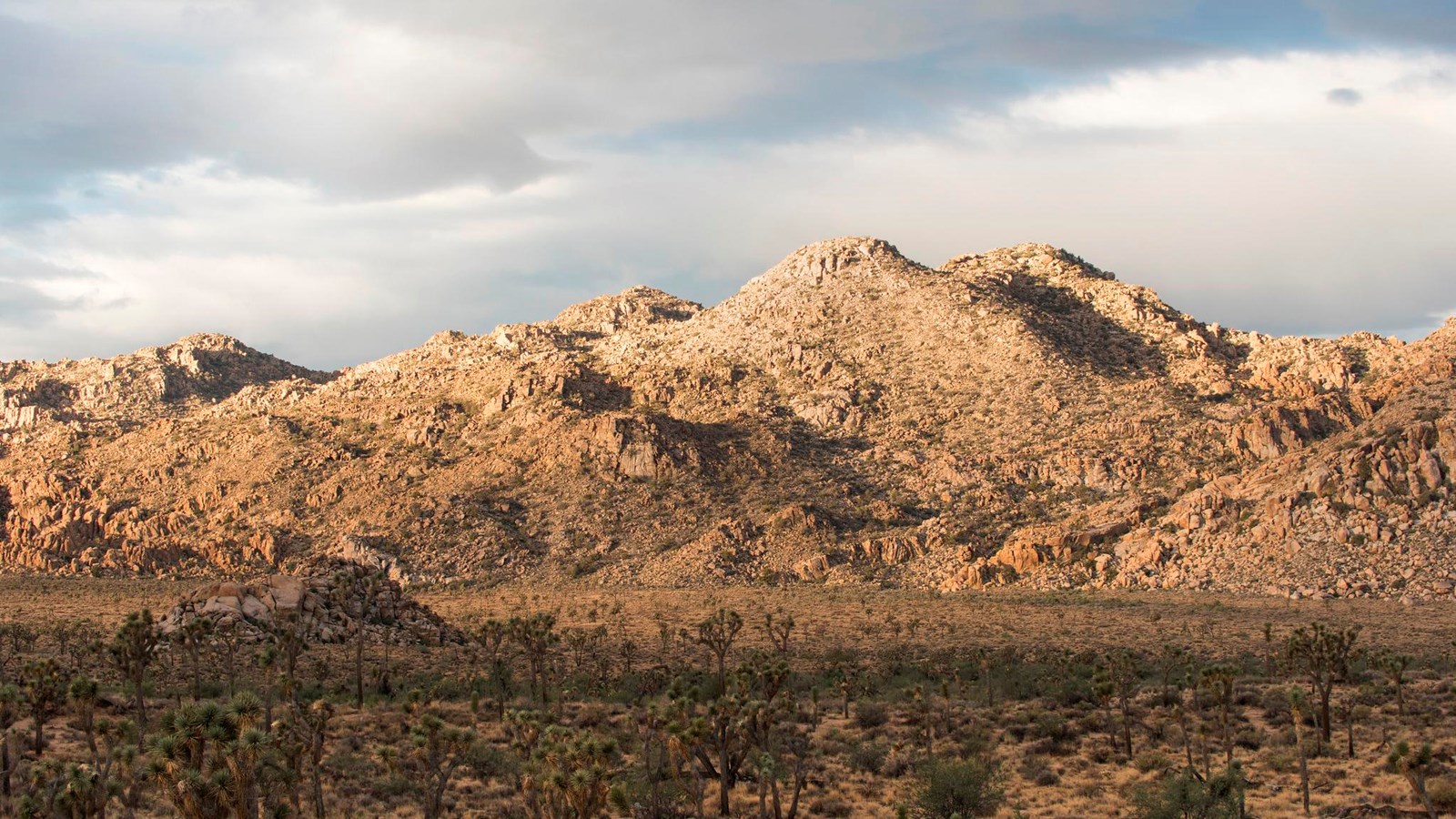 A desert landscape with Joshua trees and mountains in the distance