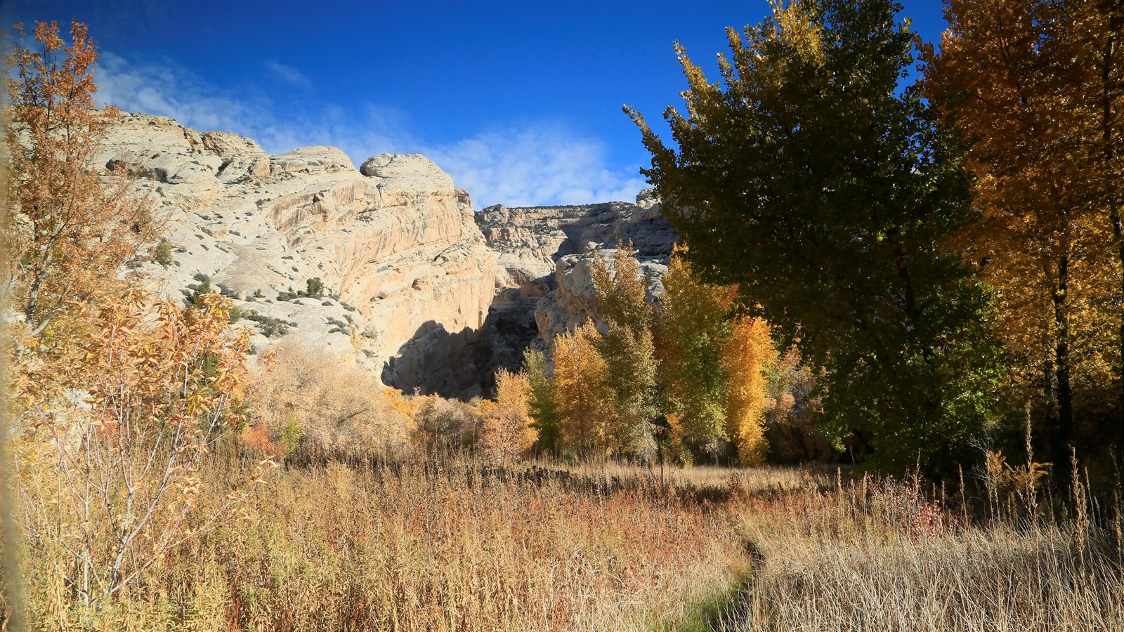 A trail moving through a grassy field and colorful tress towards a sandstone canyon.