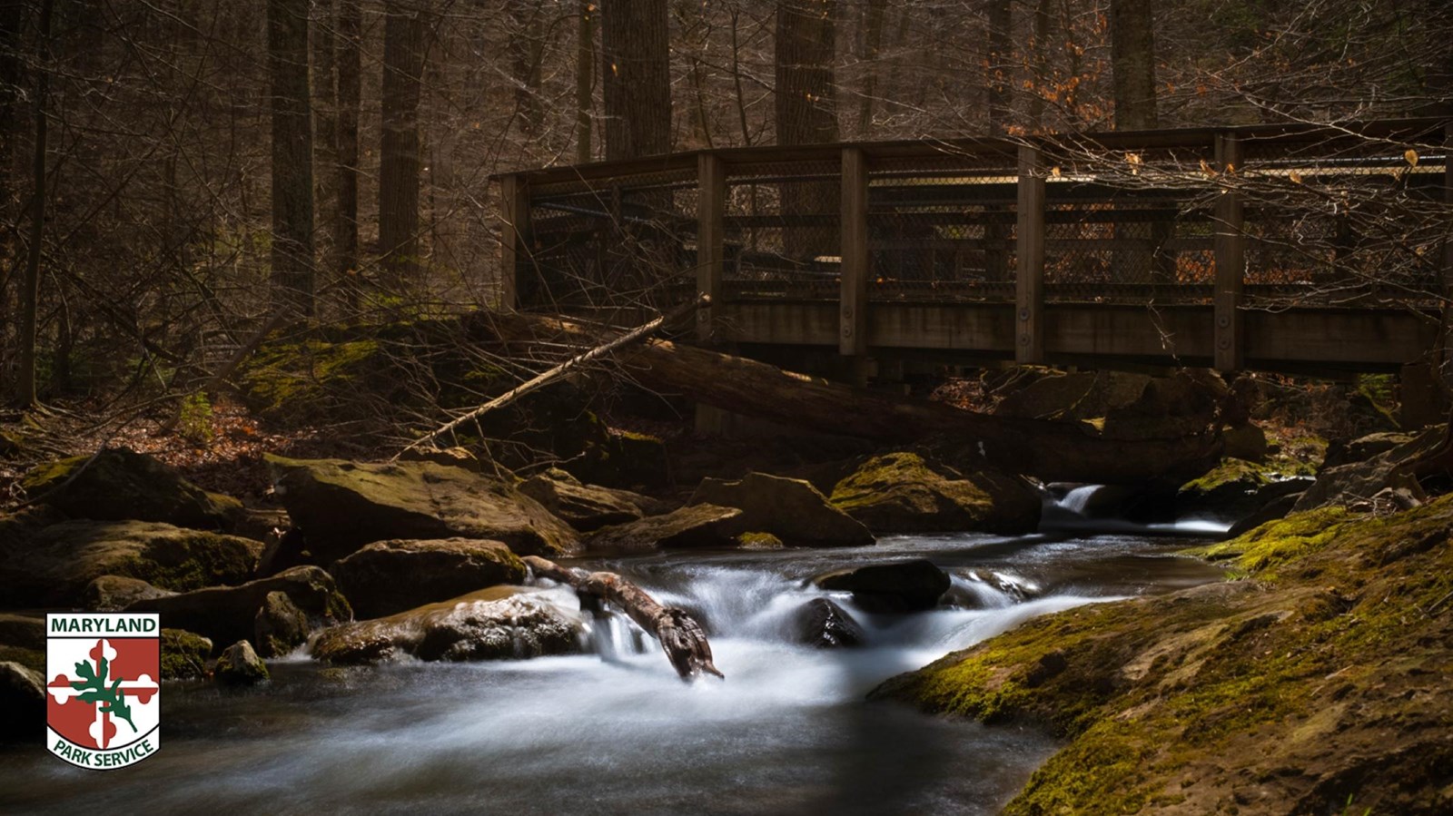 Mossy forest stream flowing beneath a wooden footbridge.