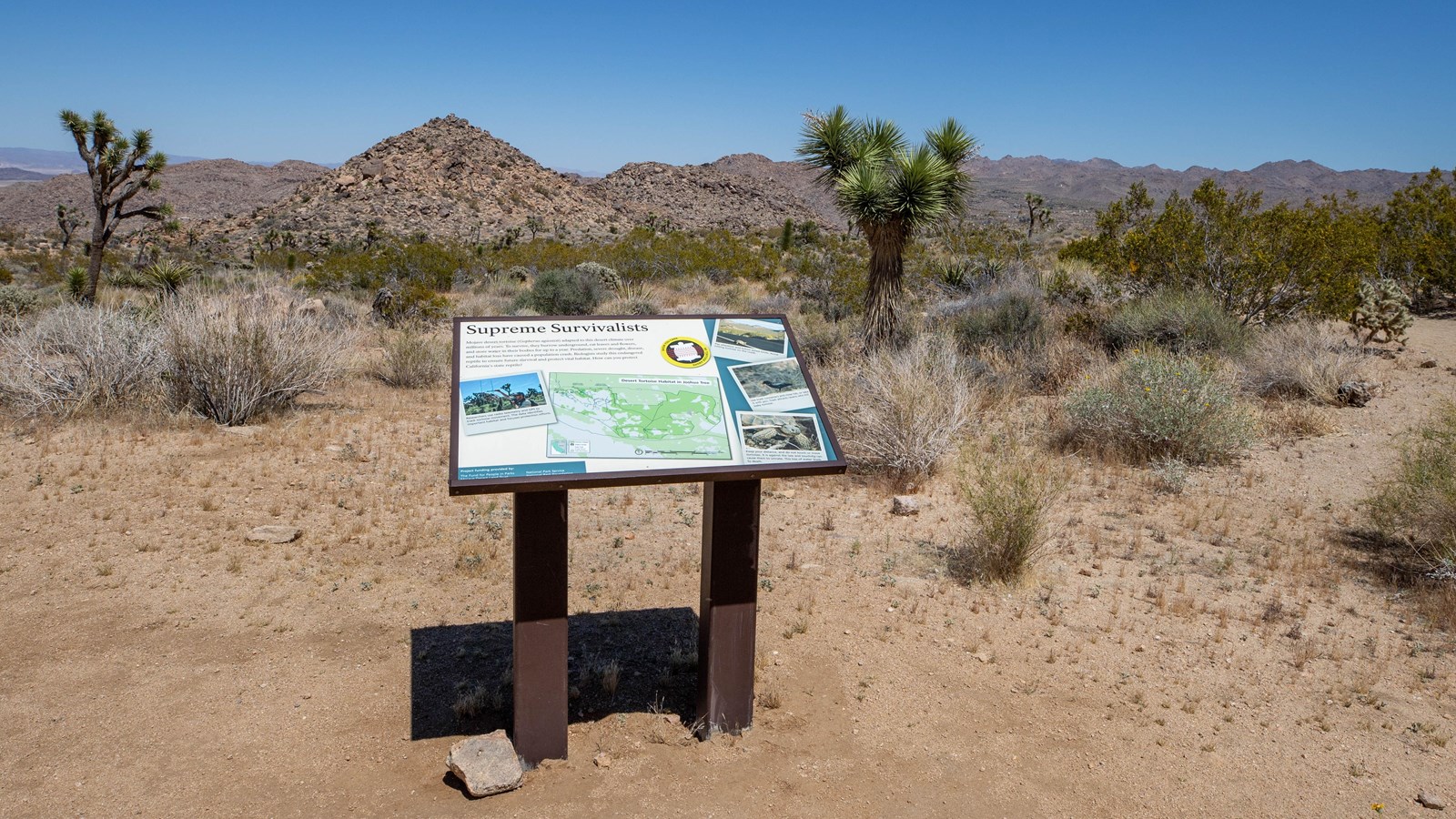 A colorful wayside sign, in the background there are mountains and Joshua trees.