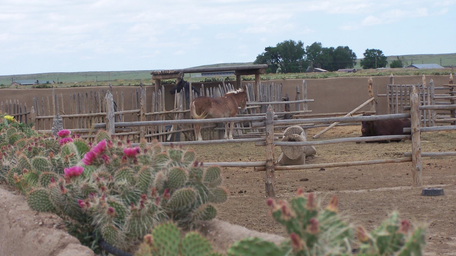 Blooming prickly pear cactus lines an adobe perimeter wall enclosing a livestock corral.