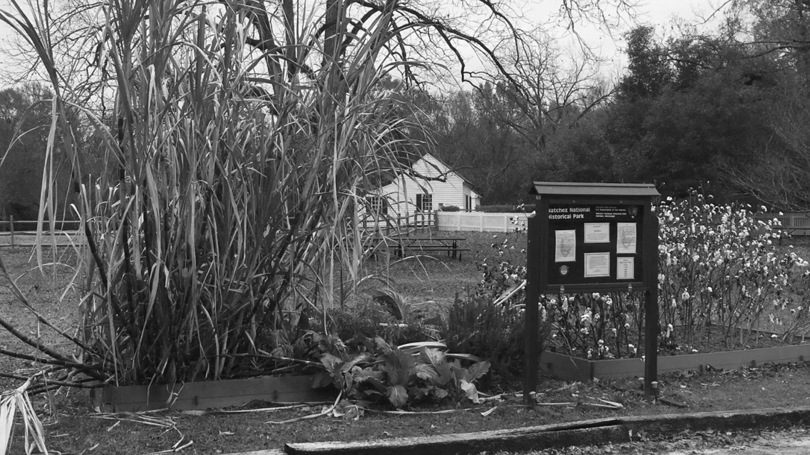 sugar cane, greens, and cotton growing in a raised bed garden
