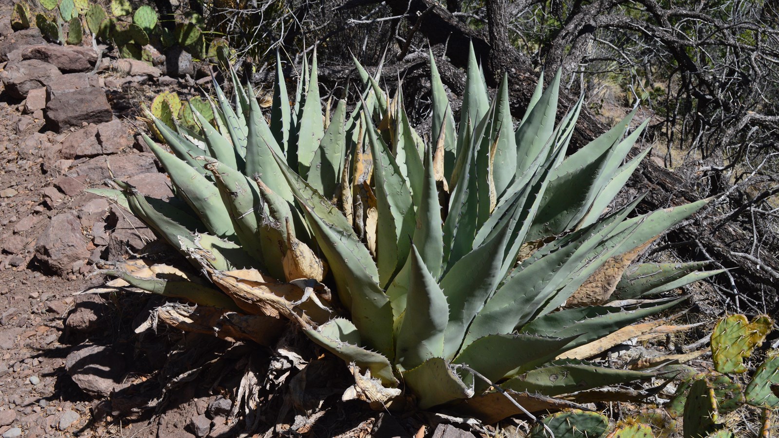 Two plants with wide, thick gray leaves growing out of a central base are located next to a trail.