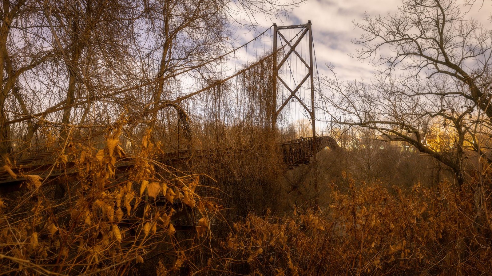 Pedestrian suspension bridge surrounded by overgrown autumnal field