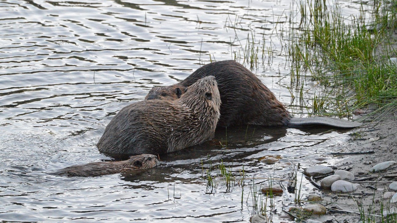 Two larger beavers sit out of the water while a small one swims up to them.