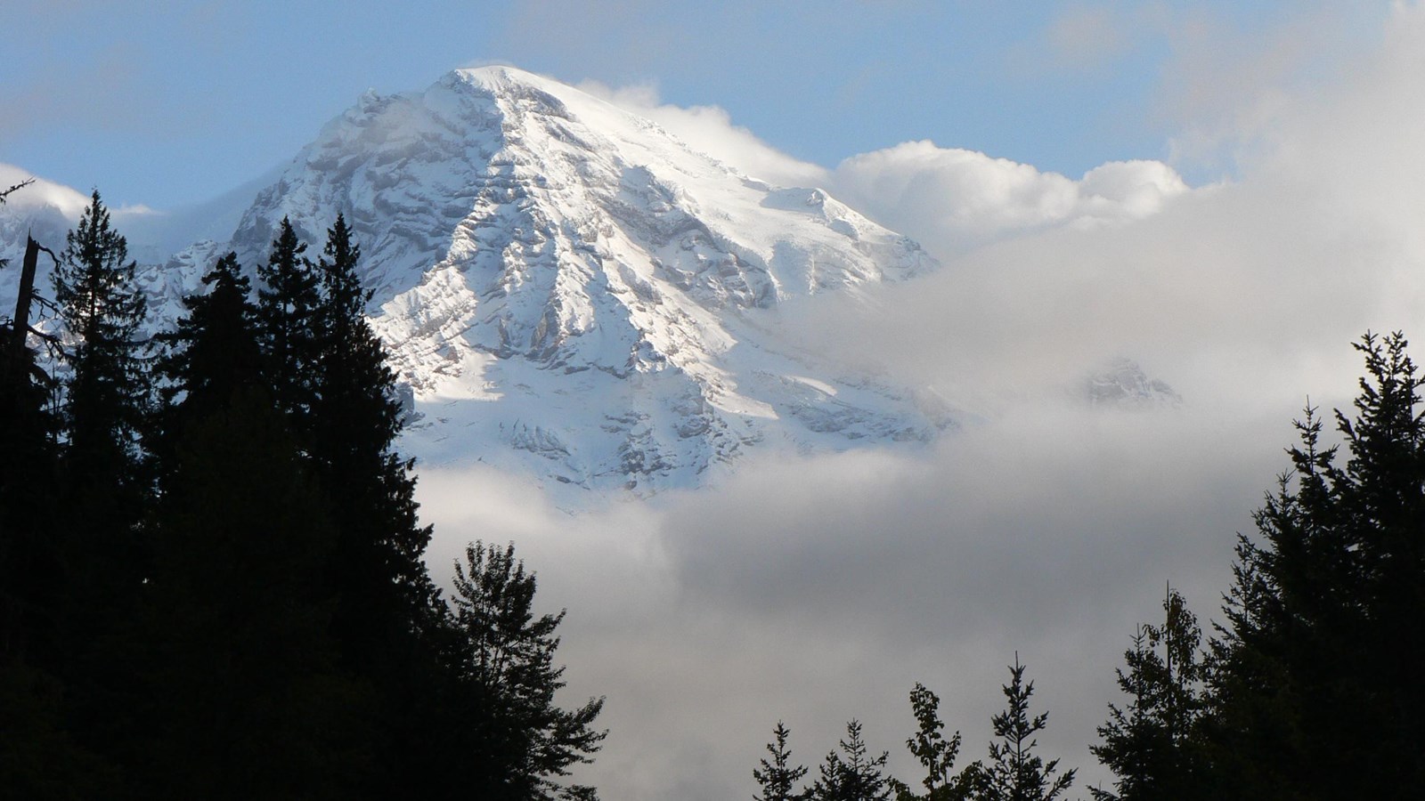 Snow-covered Mount Rainier peaks above the tops of trees.