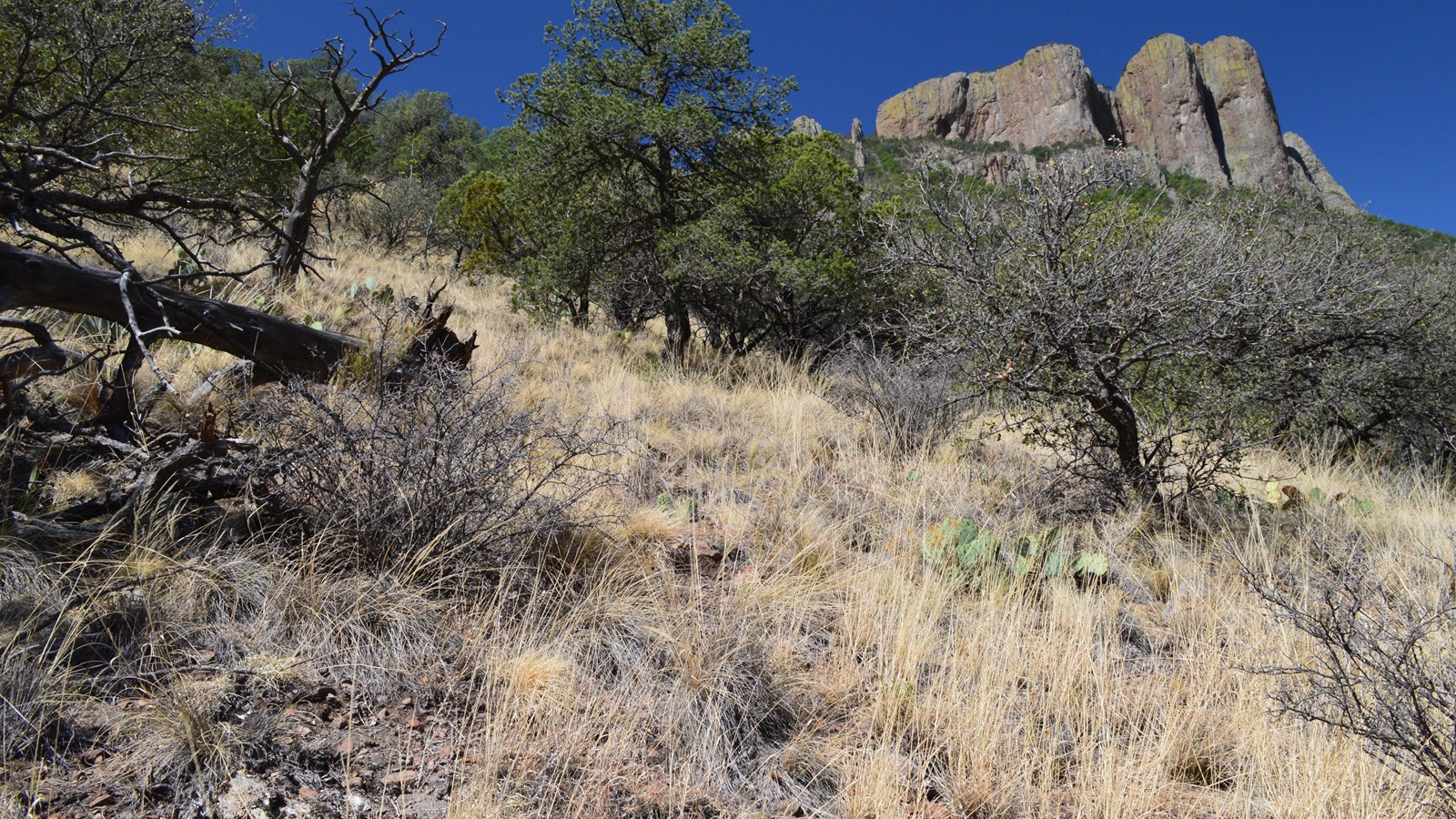 Grasses and a few trees cover a hillside