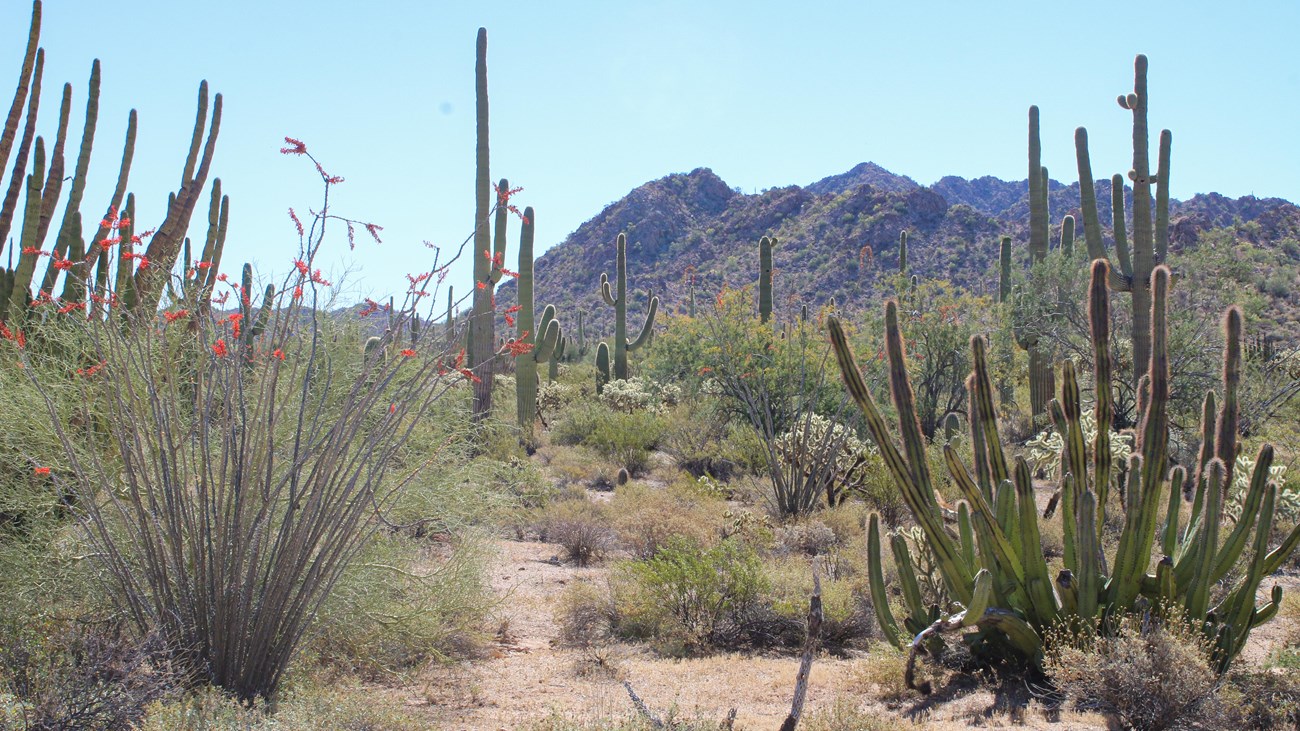 Desert landscape lush with many different 
