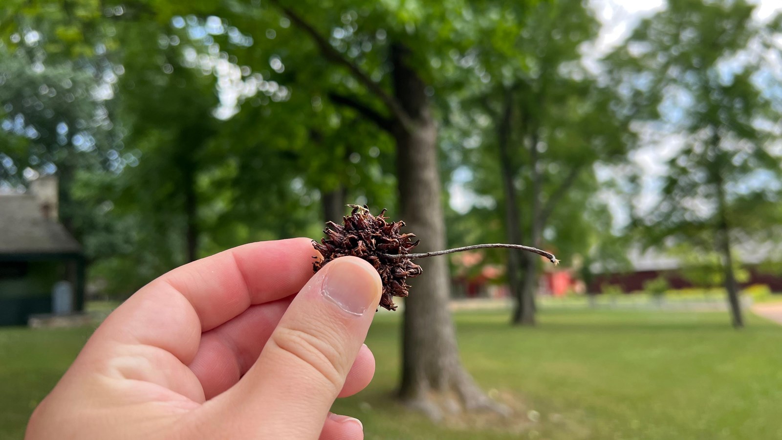 A person holds a spiky ball from a sweetgum tree with their fingers.