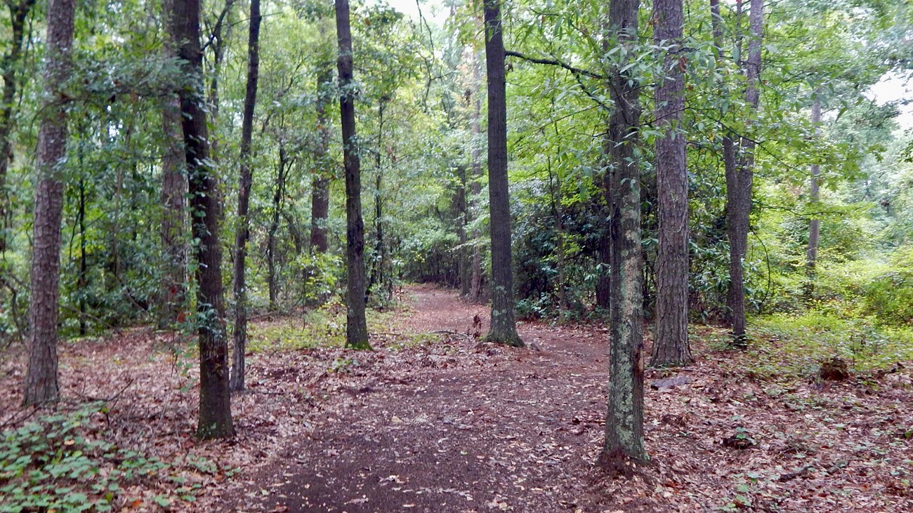 A dirt path winding through woods.