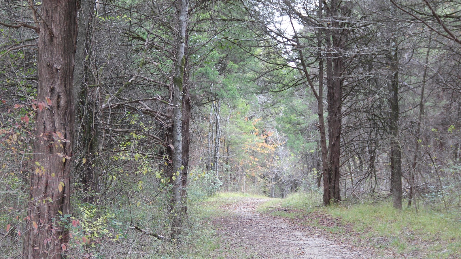 Trail leads through the forest away from the viewer. Pine trees border both side of the trail.
