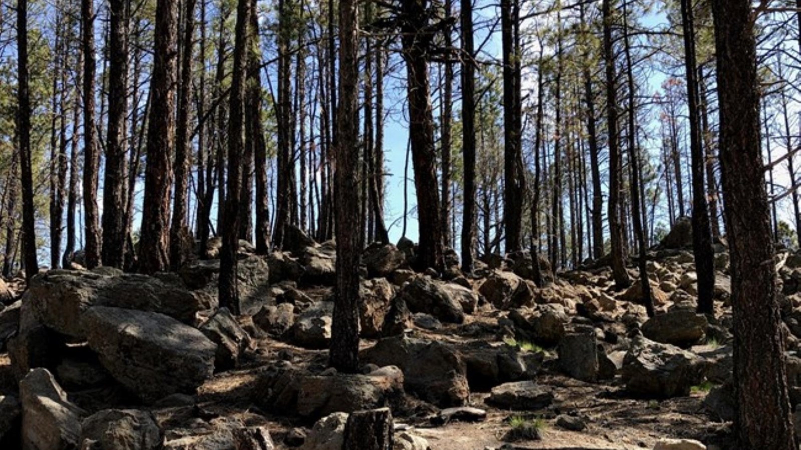 A pine forest on top of a sandy and rocky ridge