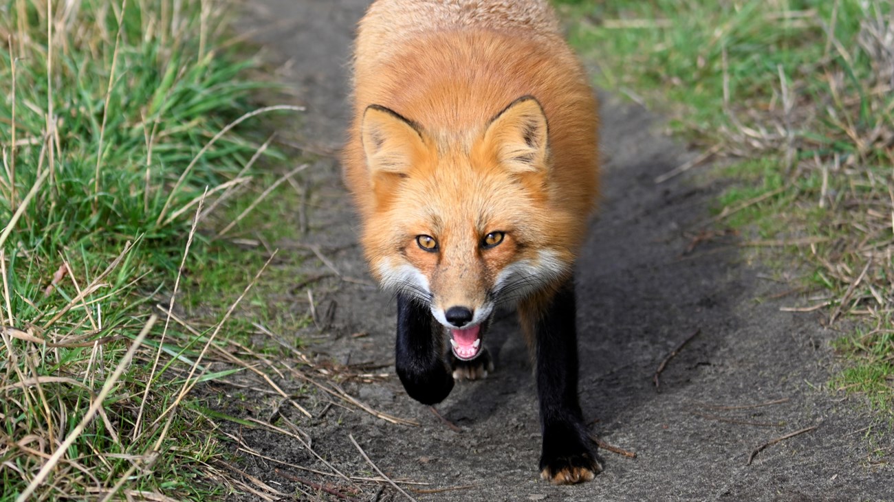 A red fox with black legs walking down path toward viewer.