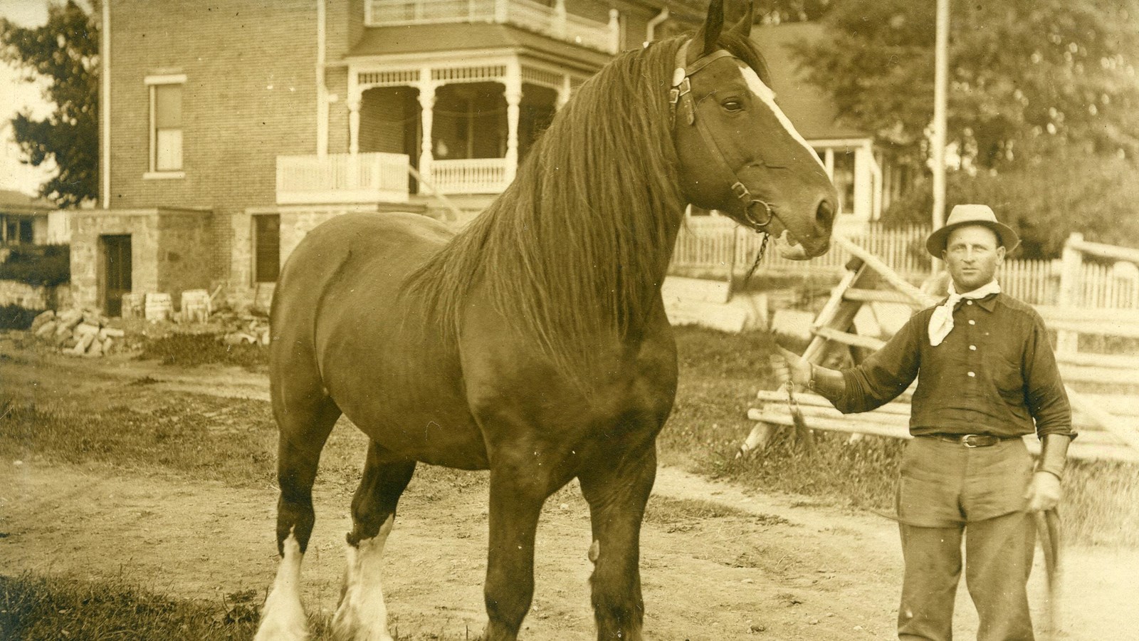 A large Shire draft horse and ranch worker are photographed standing next to each other.