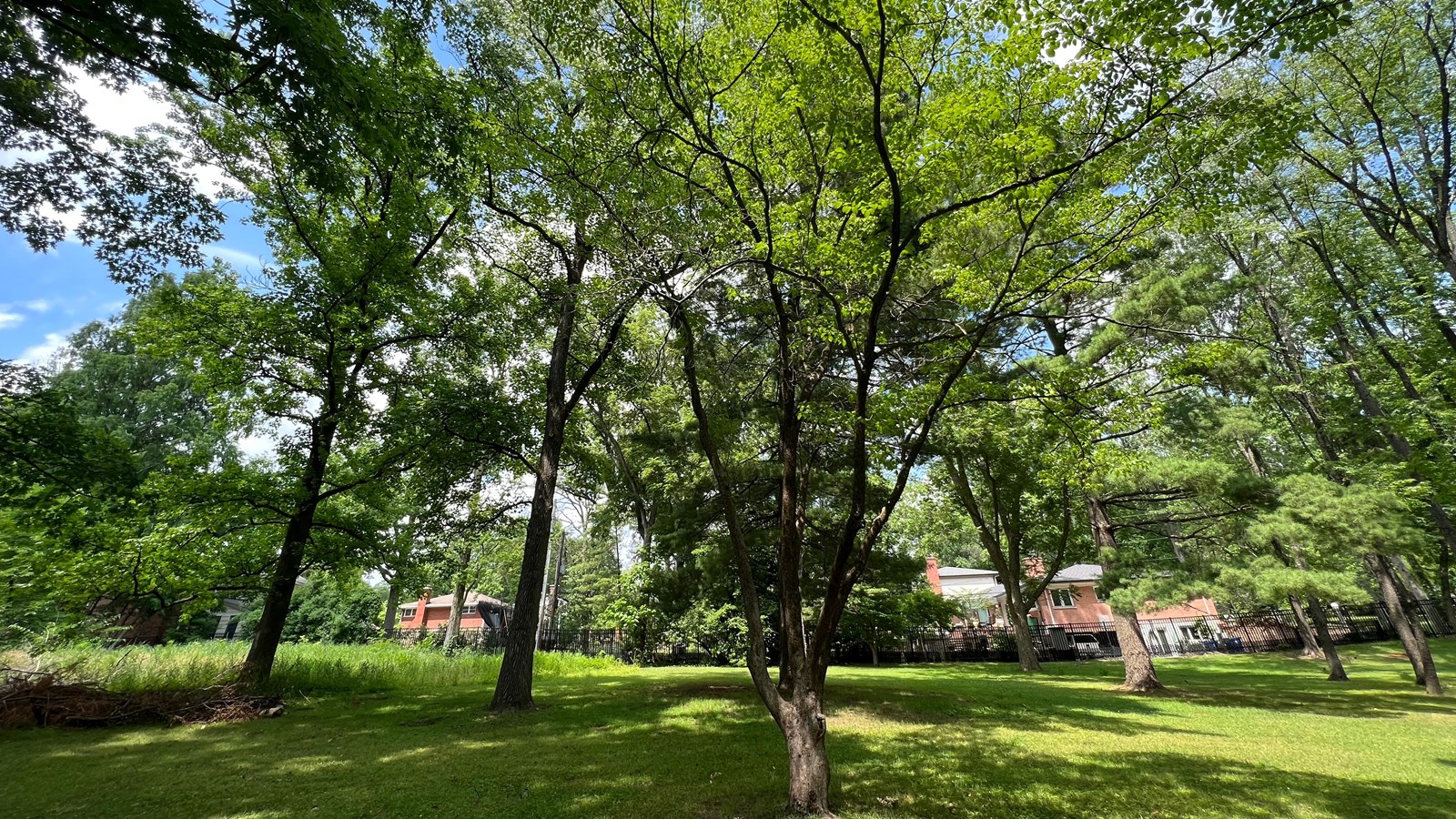 small tree with bright green leaves surrounded by other trees on park grounds.