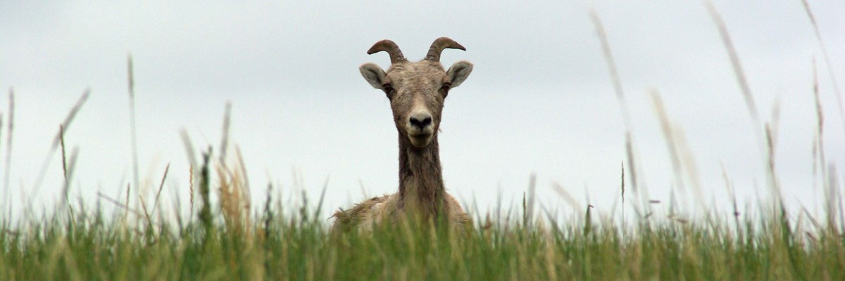 a bighorn sheep pops its head up and over tall green grasses.