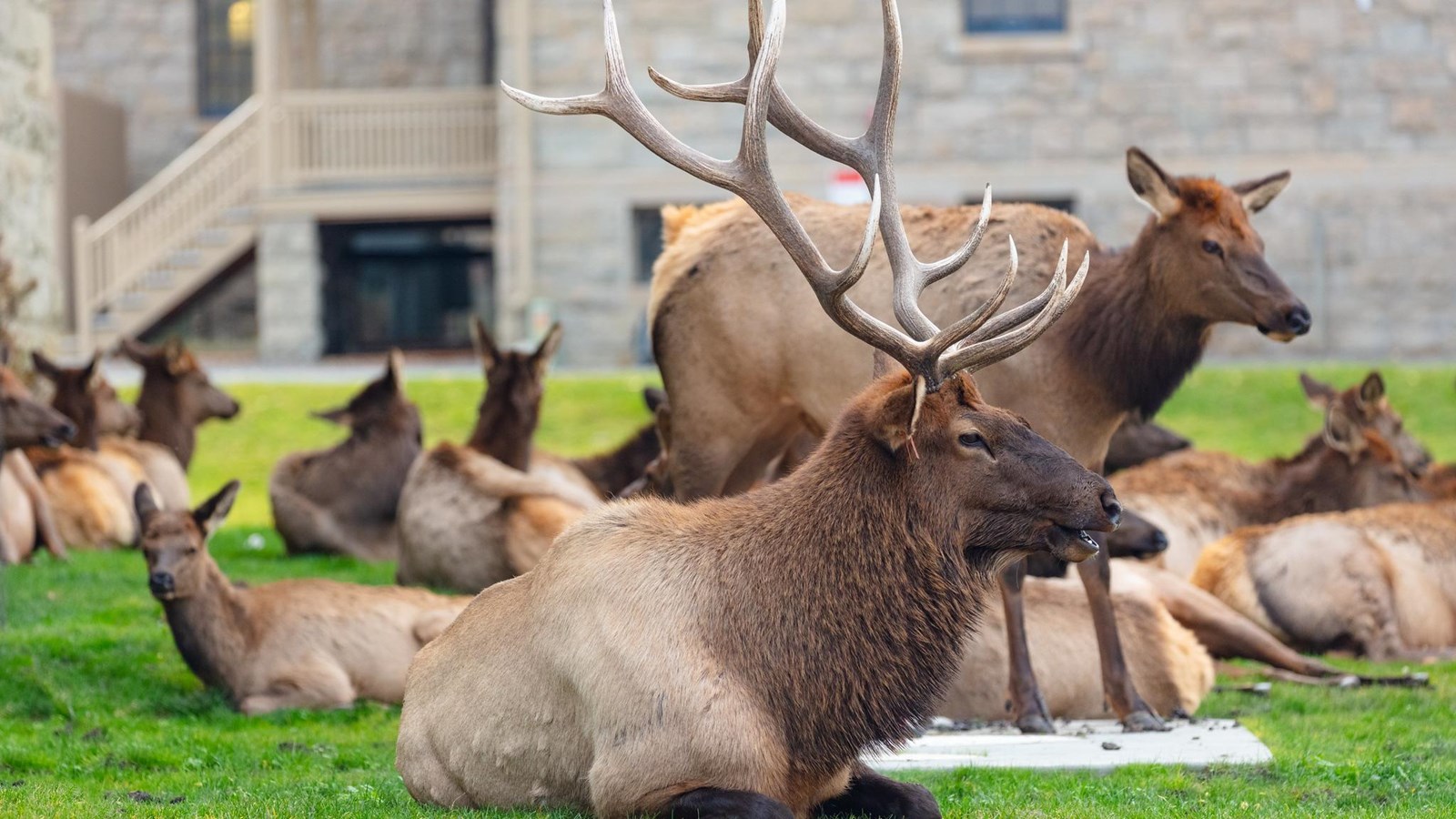 A bull elk sits in the middle of a herd of elk.