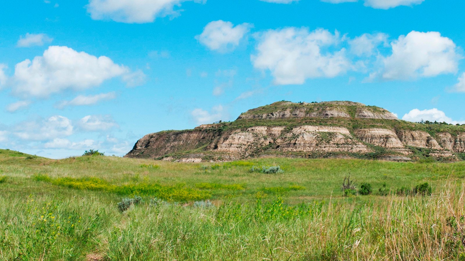 A scene of a grassy prairie, with a butte rising under a blue sky in the background. 
