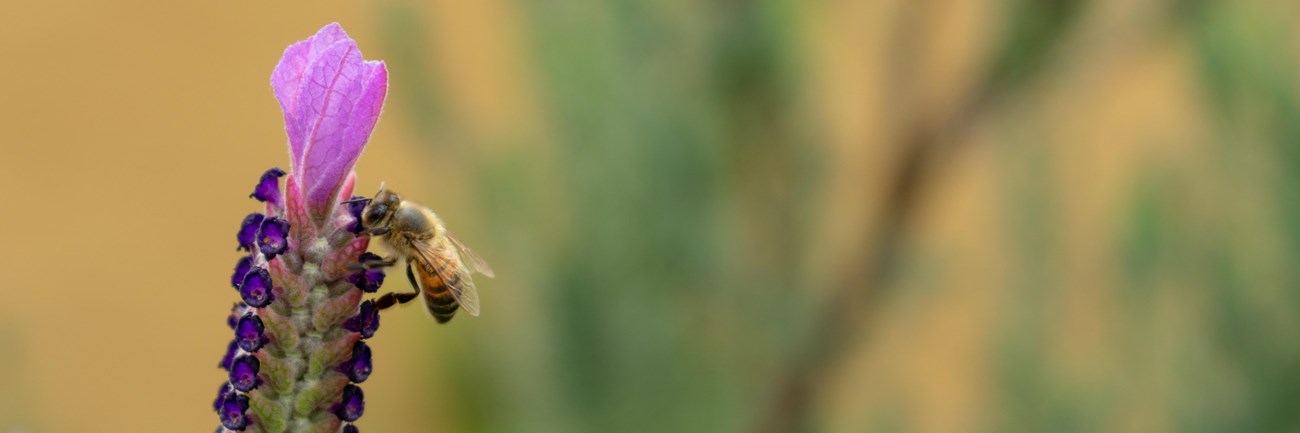 bee on purple flower in front of yellow wall